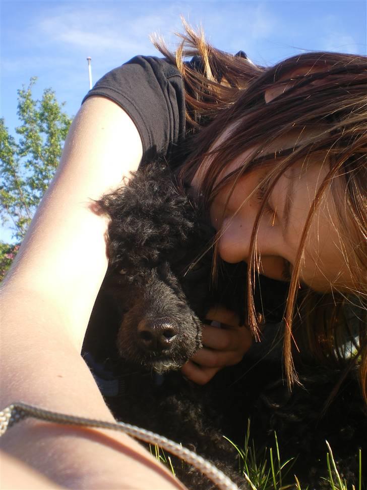 Dværgpuddel Pjuske Æ. *Krølle* - Jeg bliver lidt mast herinde du... billede 12