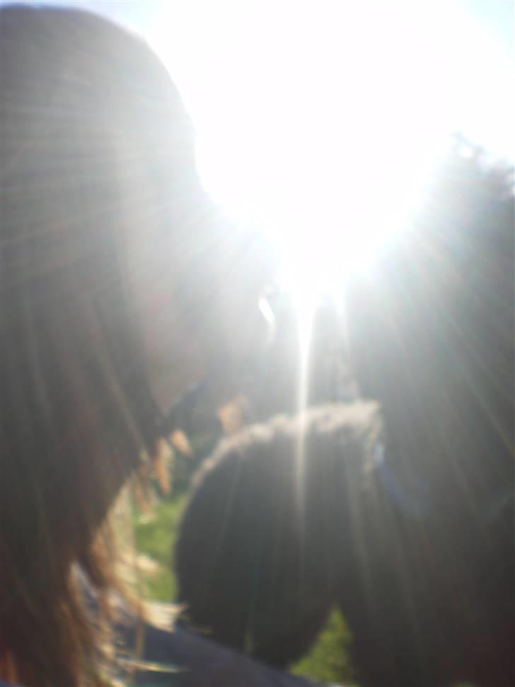 Dværgpuddel Pjuske Æ. *Krølle* - Et deeeeejligt mys til Nikoline:D billede 13