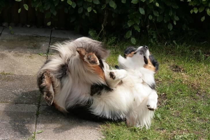 Australian shepherd Gracie billede 11