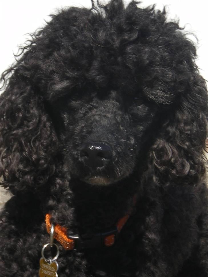 Dværgpuddel Pjuske Æ. *Krølle* - Jeg har bare totalt et godt fotogen! billede 14