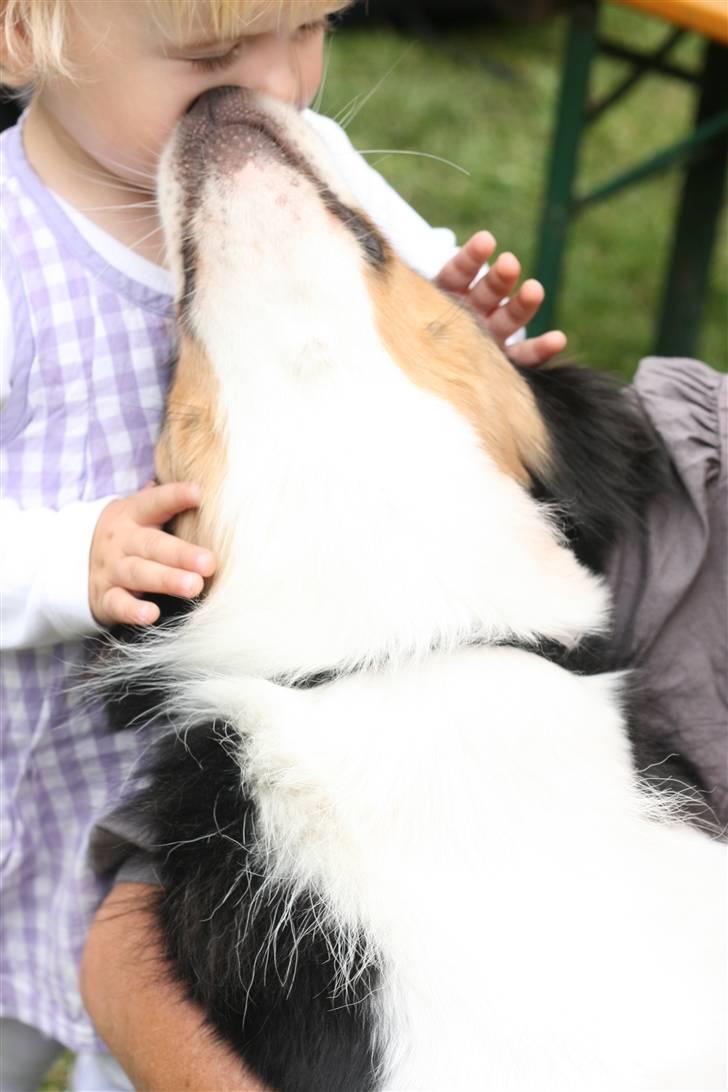 Australian shepherd Gracie - Gracie kysser min niece Jessica. billede 13