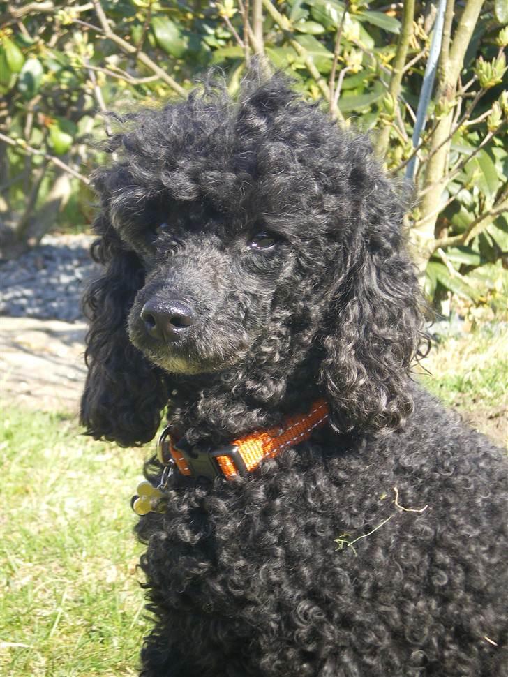 Dværgpuddel Pjuske Æ. *Krølle* - Jeg er sååå sød, er jeg ikke ogs´ ??? billede 15