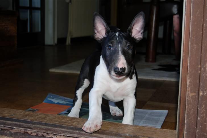 Bullterrier Chili billede 1