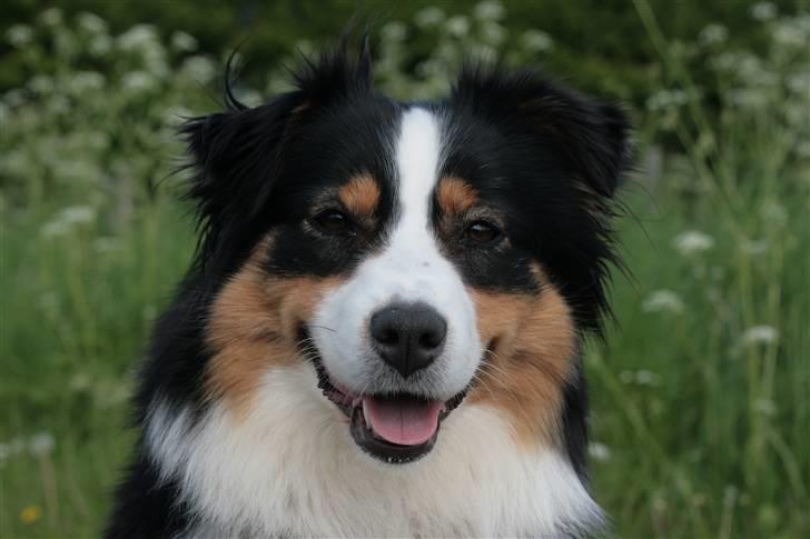 Australian shepherd Gracie billede 14