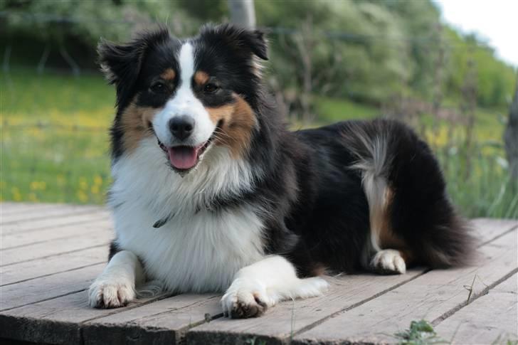 Australian shepherd Gracie billede 15