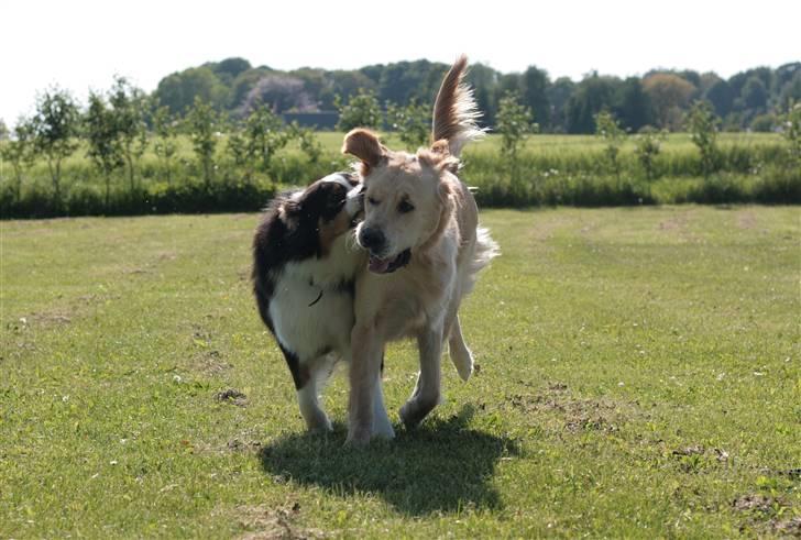 Australian shepherd Gracie - Baloo og Gracie billede 16