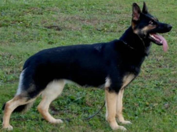 Schæferhund Freya - Jabina Fee - Mor - billede 6