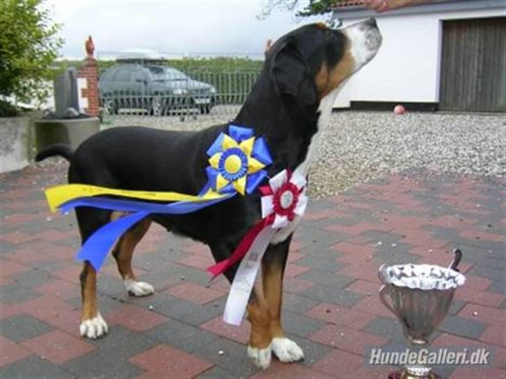 Grosser schweizer sennenhund von pedersen's angelika billede 2