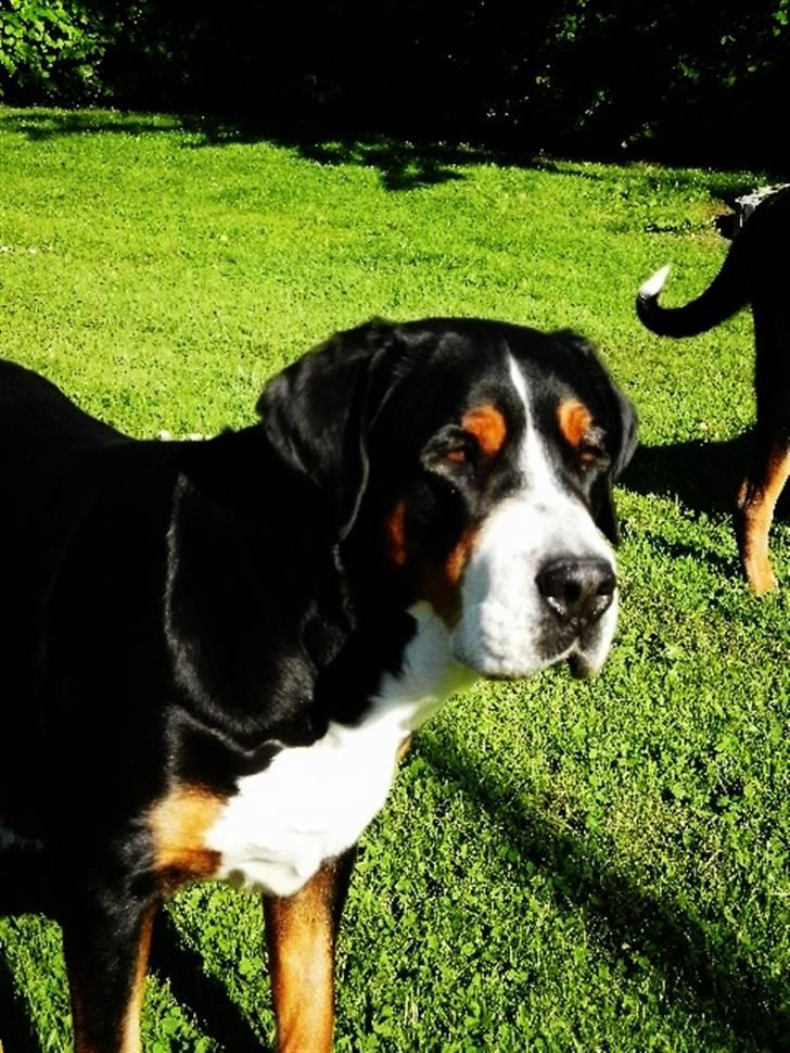 Grosser schweizer sennenhund von pedersen's angelika billede 14