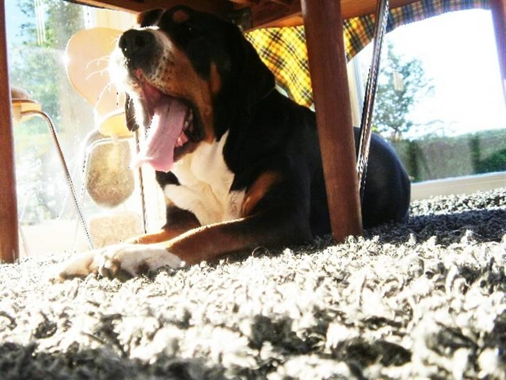 Grosser schweizer sennenhund von pedersen's angelika billede 15