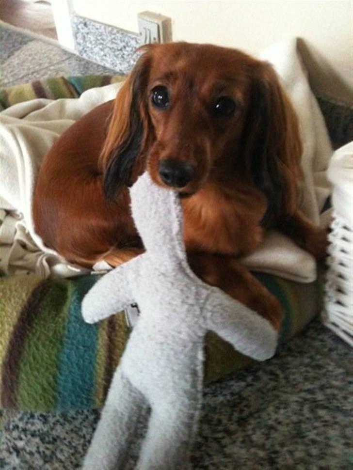 Miniature gravhund Dolly billede 1