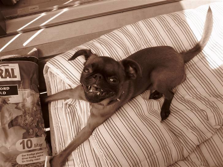 Griffon petit brabancon Frankie billede 17