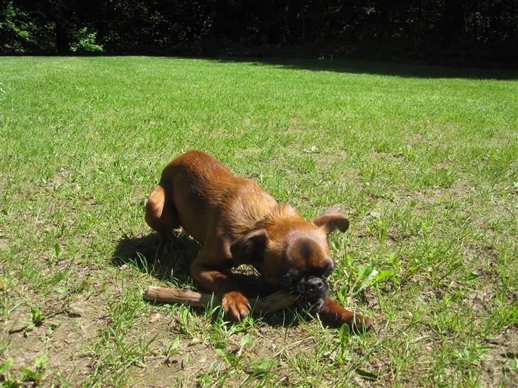 Griffon petit brabancon Frankie billede 18