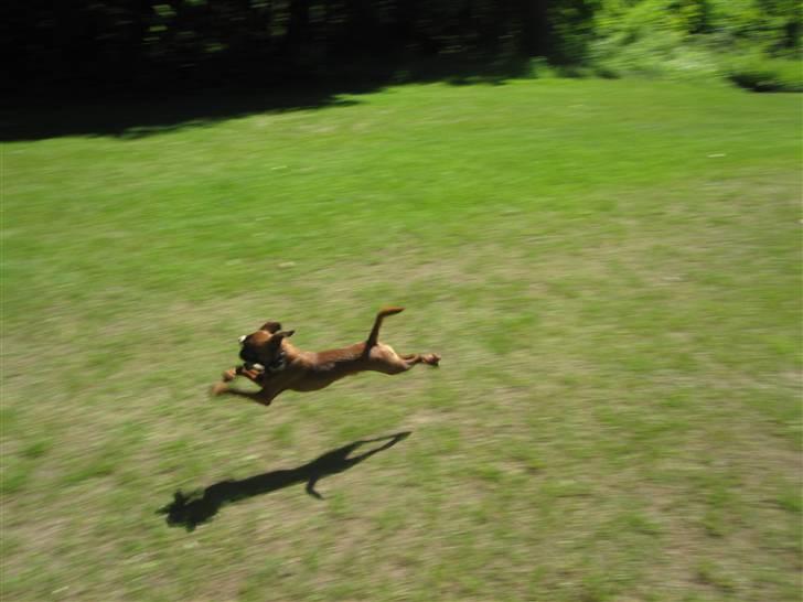 Griffon petit brabancon Frankie billede 19