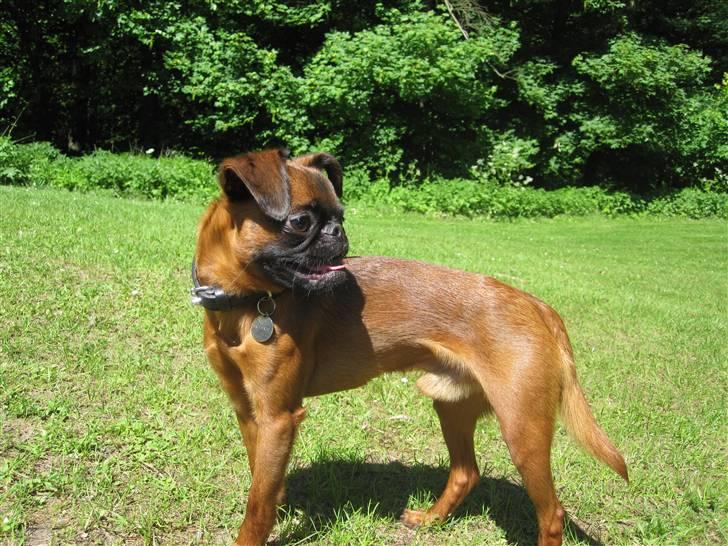 Griffon petit brabancon Frankie billede 20