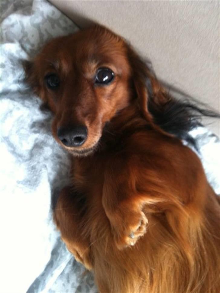 Miniature gravhund Dolly billede 2