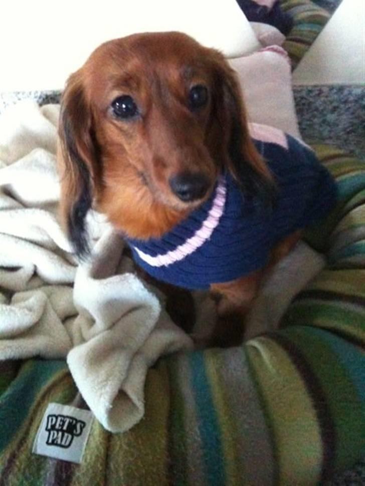 Miniature gravhund Dolly billede 3