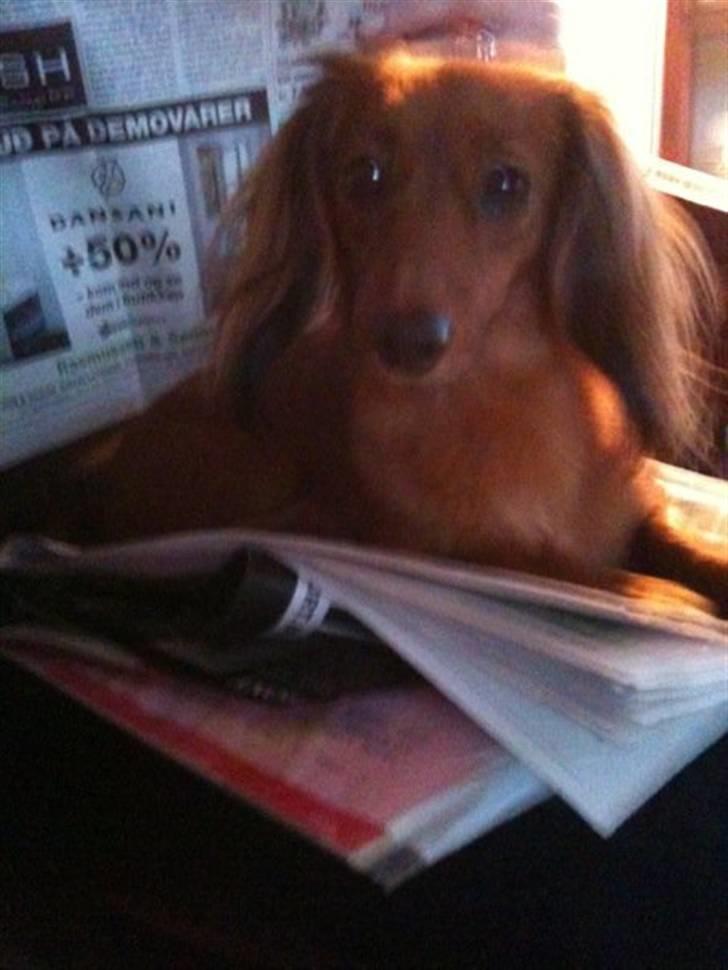 Miniature gravhund Dolly billede 4