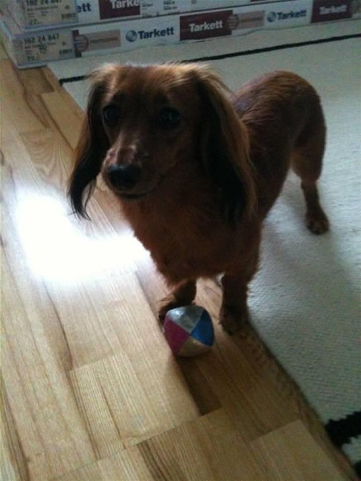 Miniature gravhund Dolly billede 5