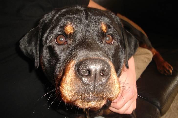 Rottweiler Fighter - fighter <333 billede 1