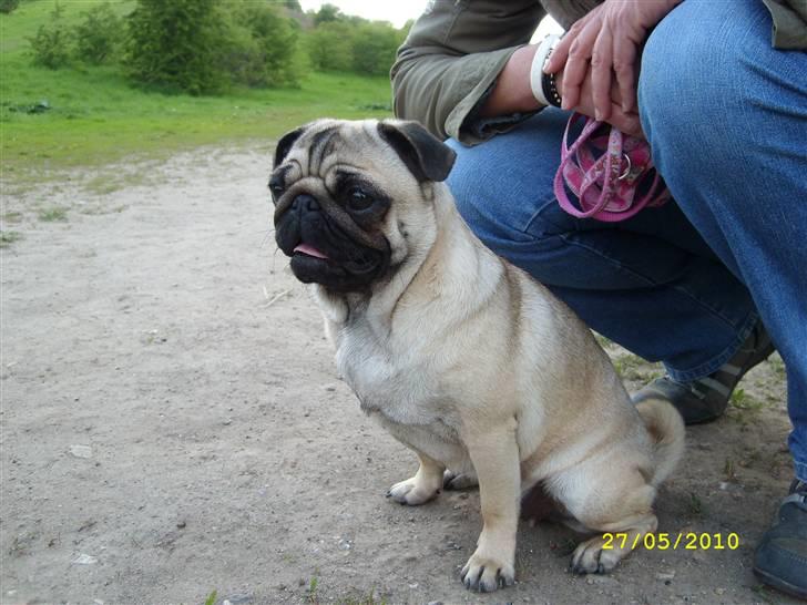 Mops - Danita's Ditte  - Ditte synes de andre er lidt farlige billede 15