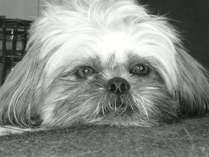 Shih tzu Kaisia billede 11