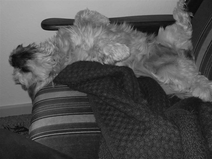 Shih tzu Kaisia - Så ta´r vi lige en slapper på sofaen.....    :) billede 12