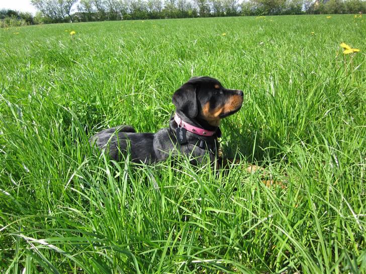 Rottweiler Zakoda Evita Aka Pølse  - Med mor og Far i Jylland og hente vores nye bil. billede 6