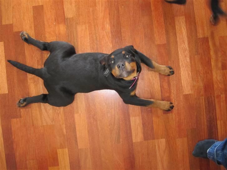 Rottweiler Zakoda Evita Aka Pølse  - Mig som kylling. billede 7