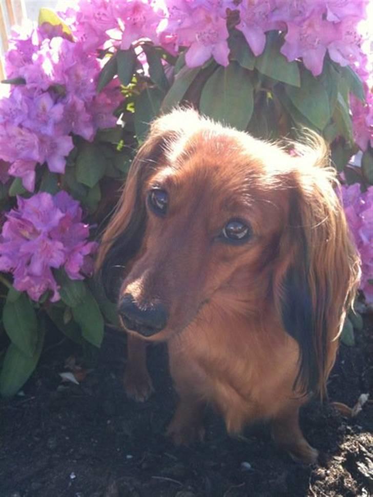 Miniature gravhund Dolly billede 6