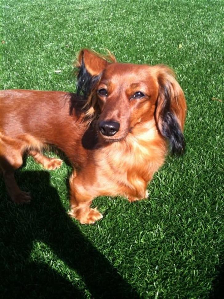 Miniature gravhund Dolly billede 7