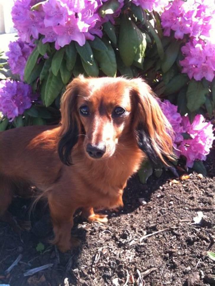 Miniature gravhund Dolly billede 8