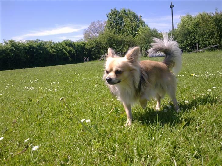 Chihuahua ~°º•Fino•º°~ - Dejlig sommerdag! billede 20