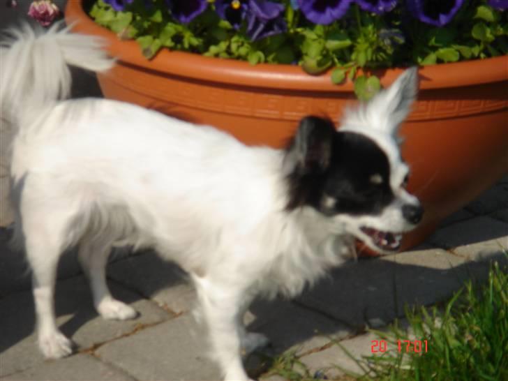 Chihuahua Lerche`s Dine billede 18