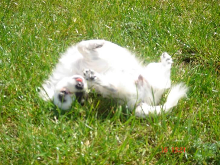 Chihuahua Lerche`s Dine billede 19