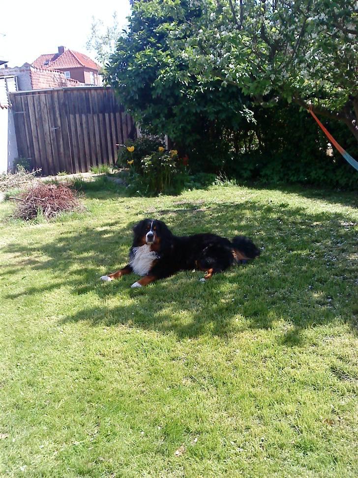 Berner sennenhund Sofus - åhh det er dejliget:D billede 7