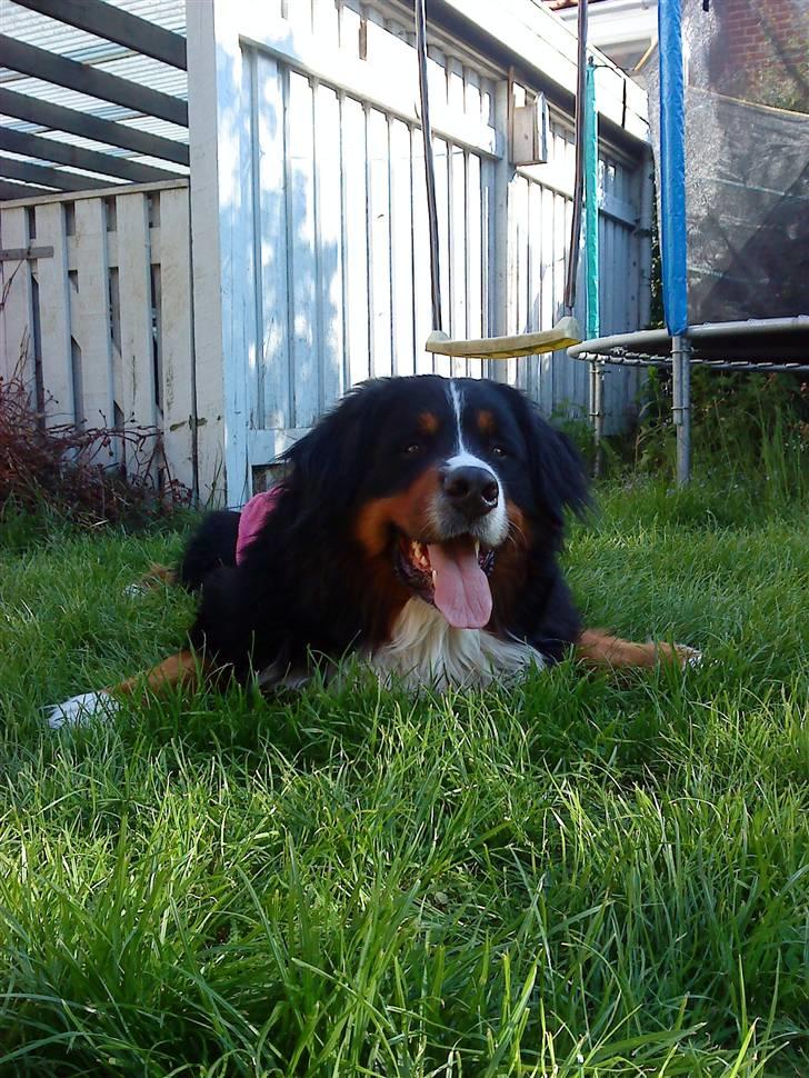 Berner sennenhund Sofus - jeg er ikke en pige!:D billede 8