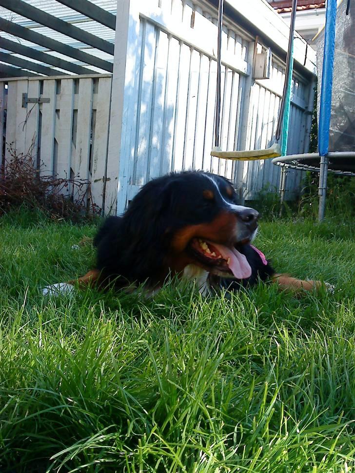 Berner sennenhund Sofus - ja jeg ved det jeg ser godt ud:D billede 9