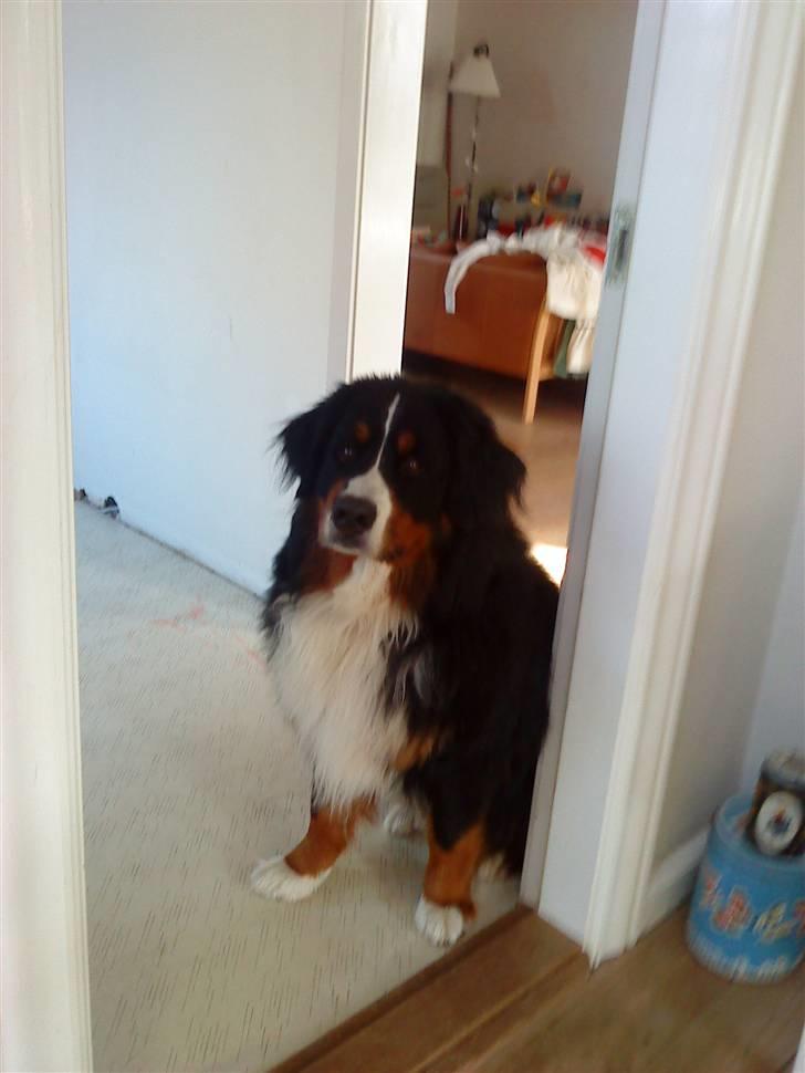 Berner sennenhund Sofus - jeg er MÅSKE liget træt billede 10