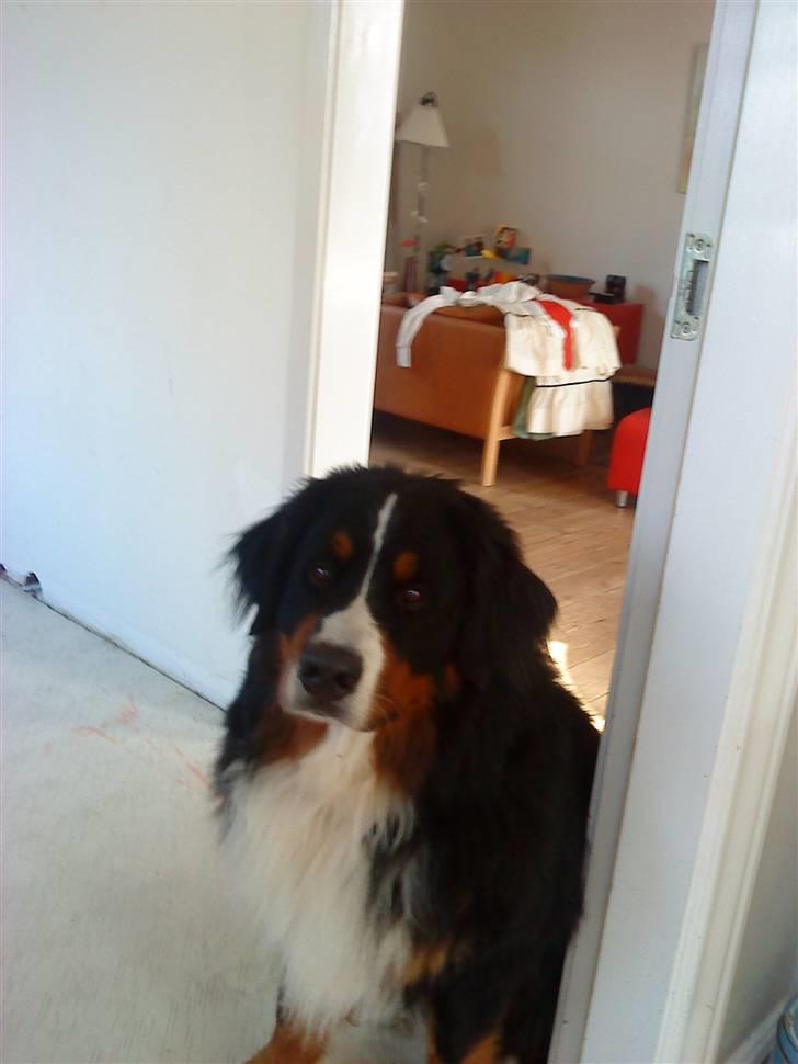 Berner sennenhund Sofus - som man kan se er jeg ikke træt billede 11