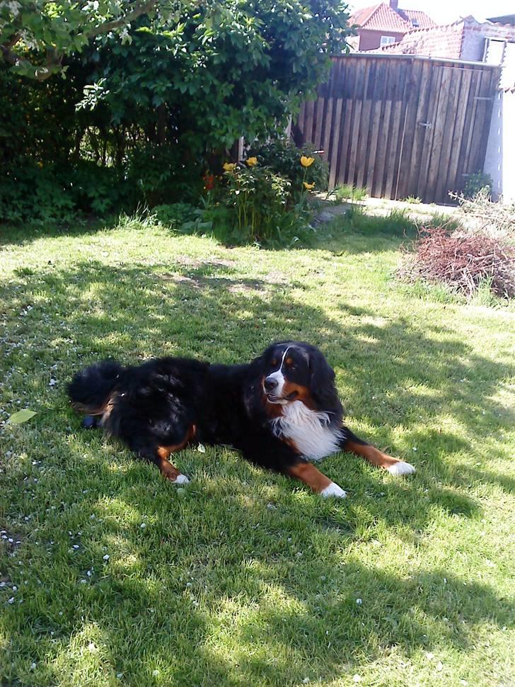 Berner sennenhund Sofus - jeg elsker græsset:D billede 12