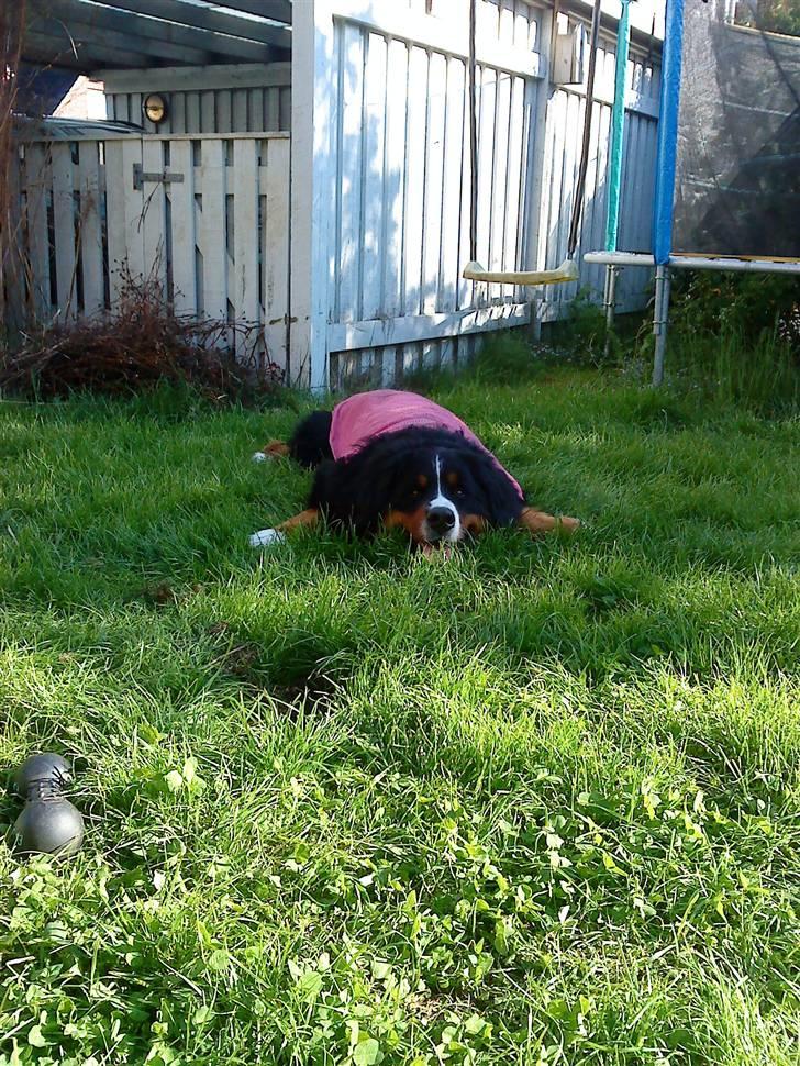 Berner sennenhund Sofus - det her er pinliget at du ved det:D. billede 13