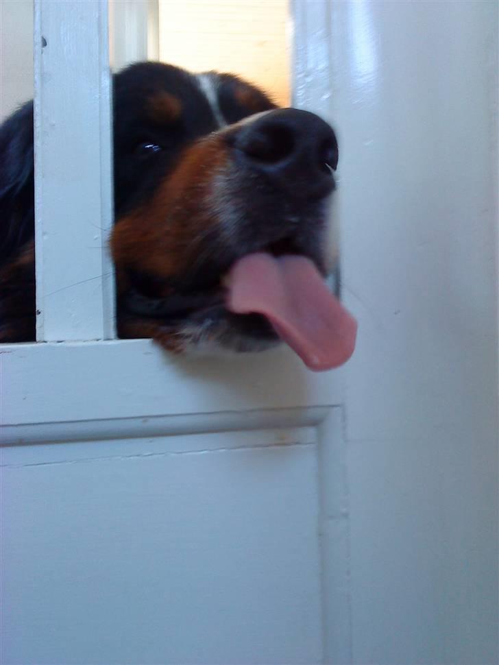 Berner sennenhund Sofus - je... je... jeg har det varmt det e..er alså fo... for varmt billede 15