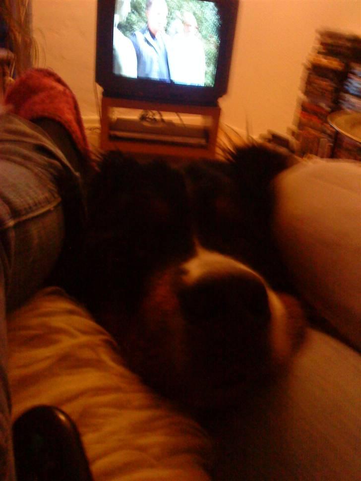 Berner sennenhund Sofus - uhh den popcorn skal jeg nok spisse for dig jeg fik en lige før så må jeg da og så få den ikke?:D billede 16