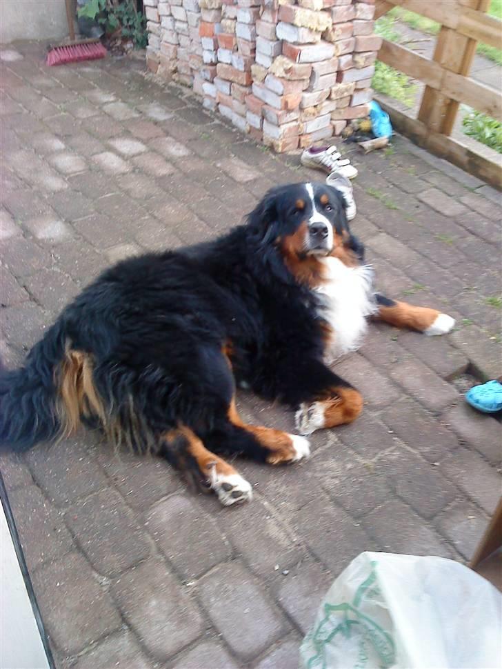 Berner sennenhund Sofus - glem det jeg vil ikke ind nu så må du bare komme forsendt i skole:D billede 17