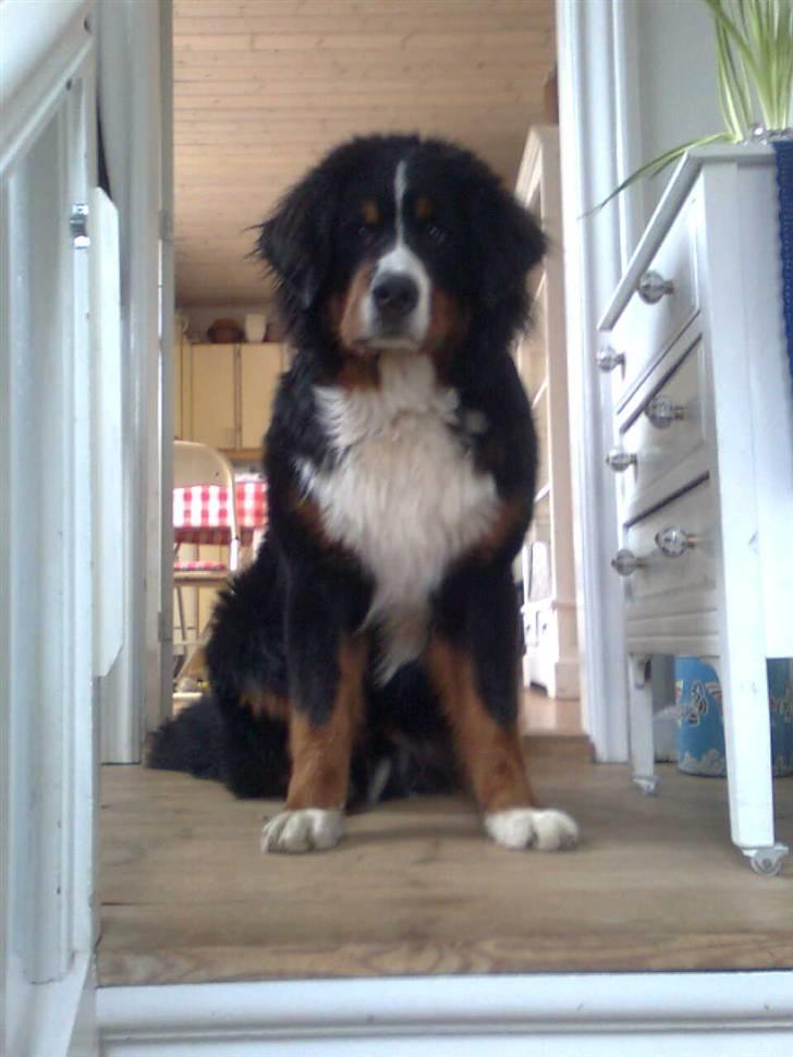 Berner sennenhund Sofus - jeg er liget træt:D billede 18