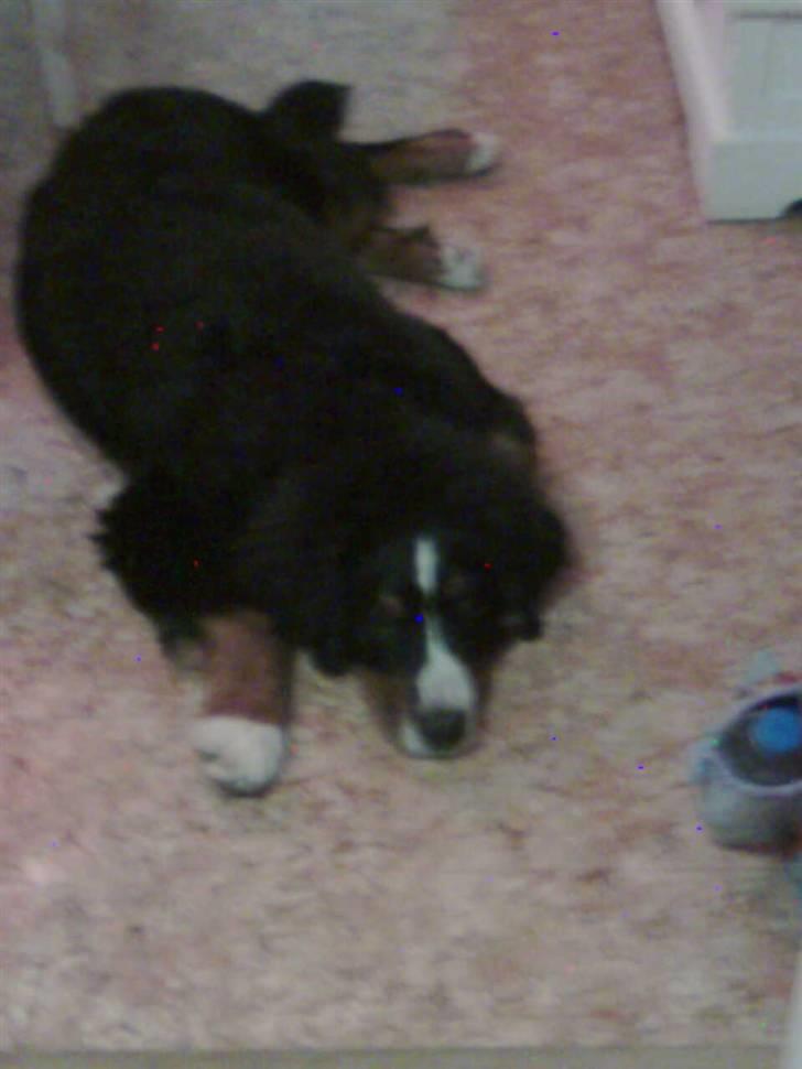 Berner sennenhund Sofus - nu vil jeg sove liget tro jeg:D billede 19