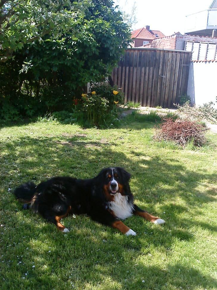 Berner sennenhund Sofus - hygge i haven:D billede 20