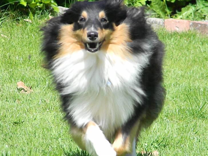 Shetland sheepdog Spirens Enya - Fuld fart på ;D - D. 05.06.2010 - #Foto: Mig billede 19