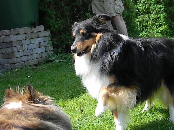 Shetland sheepdog Spirens Enya - Leg med søster ;D - D. 05.06.2010 - #Foto: Mig billede 20